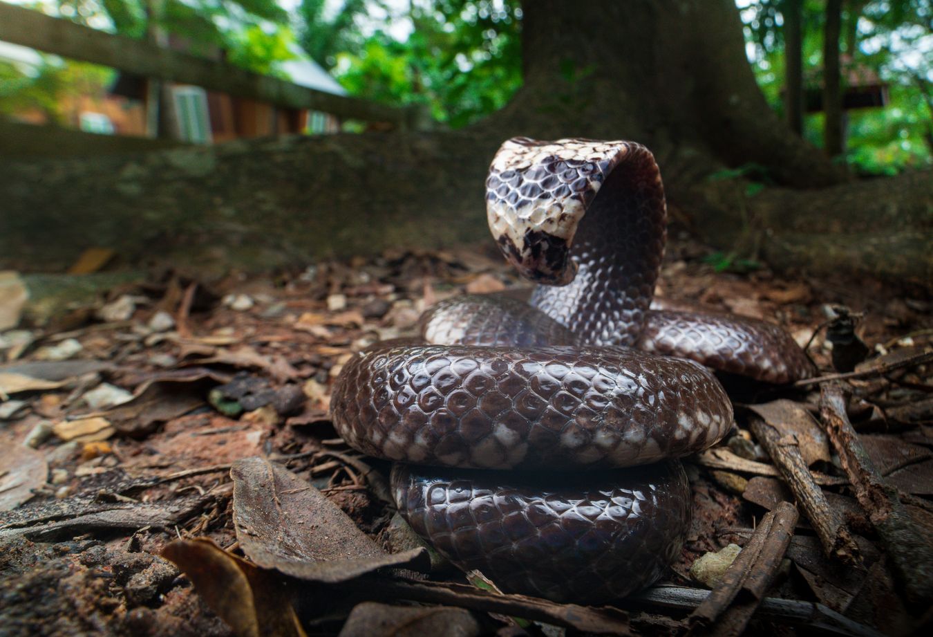 Serpiente tubo/ Cylindrophis jodiae (Tailandia)