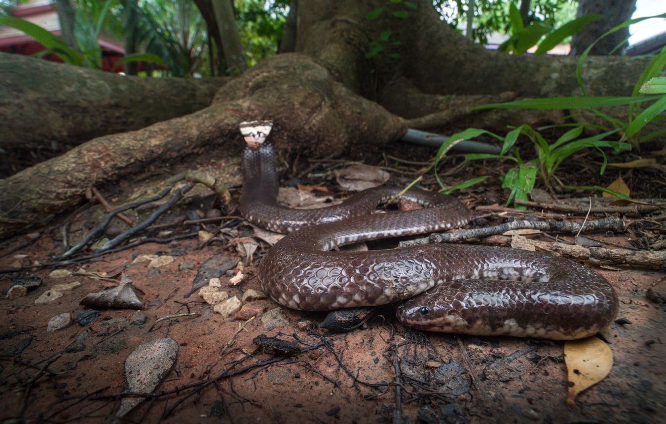 Serpiente tubo/ Cylindrophis jodiae (Tailandia)