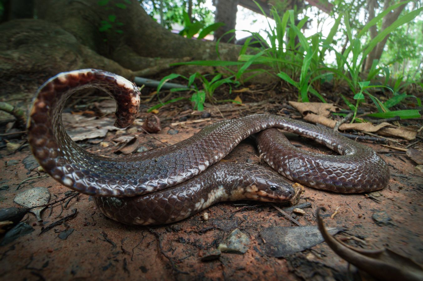 Serpiente tubo/ Cylindrophis jodiae (Tailandia)