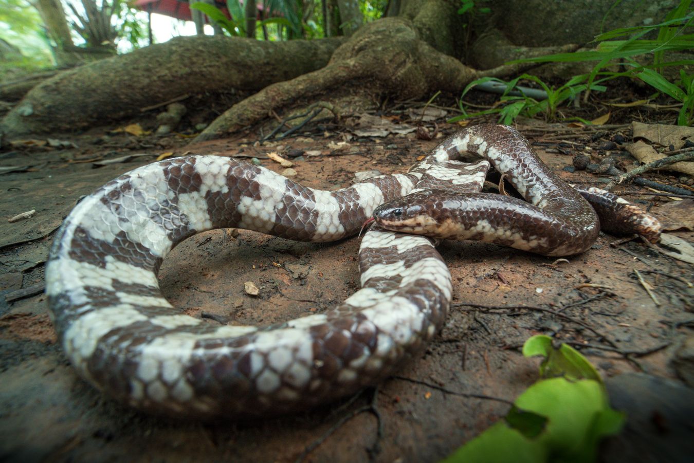 Serpiente tubo/ Cylindrophis jodiae (Tailandia)