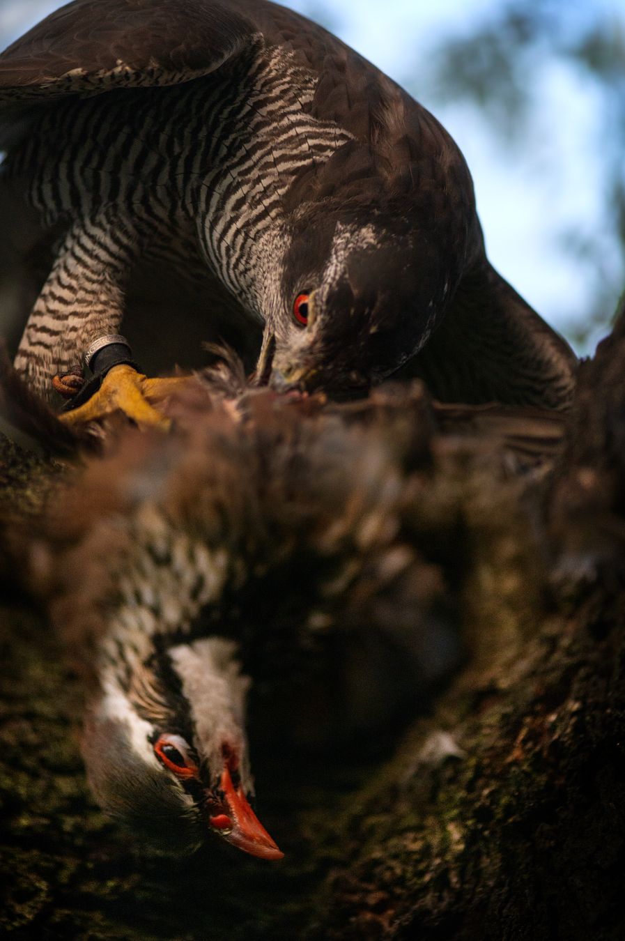 Azor común/ Accipiter gentilis (Cetrería. Madrid)