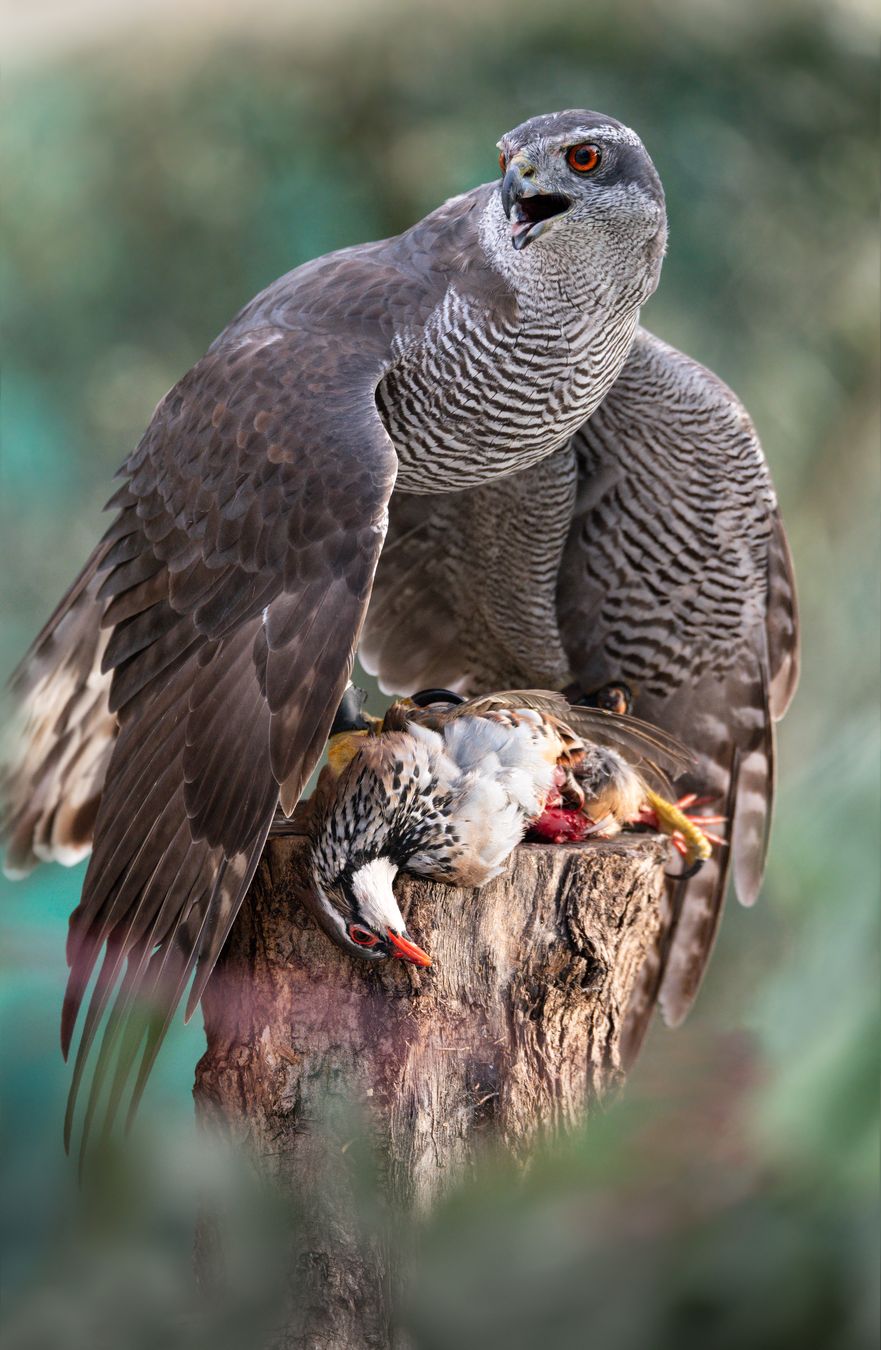 Azor común/ Accipiter gentilis (Cetrería. Madrid)