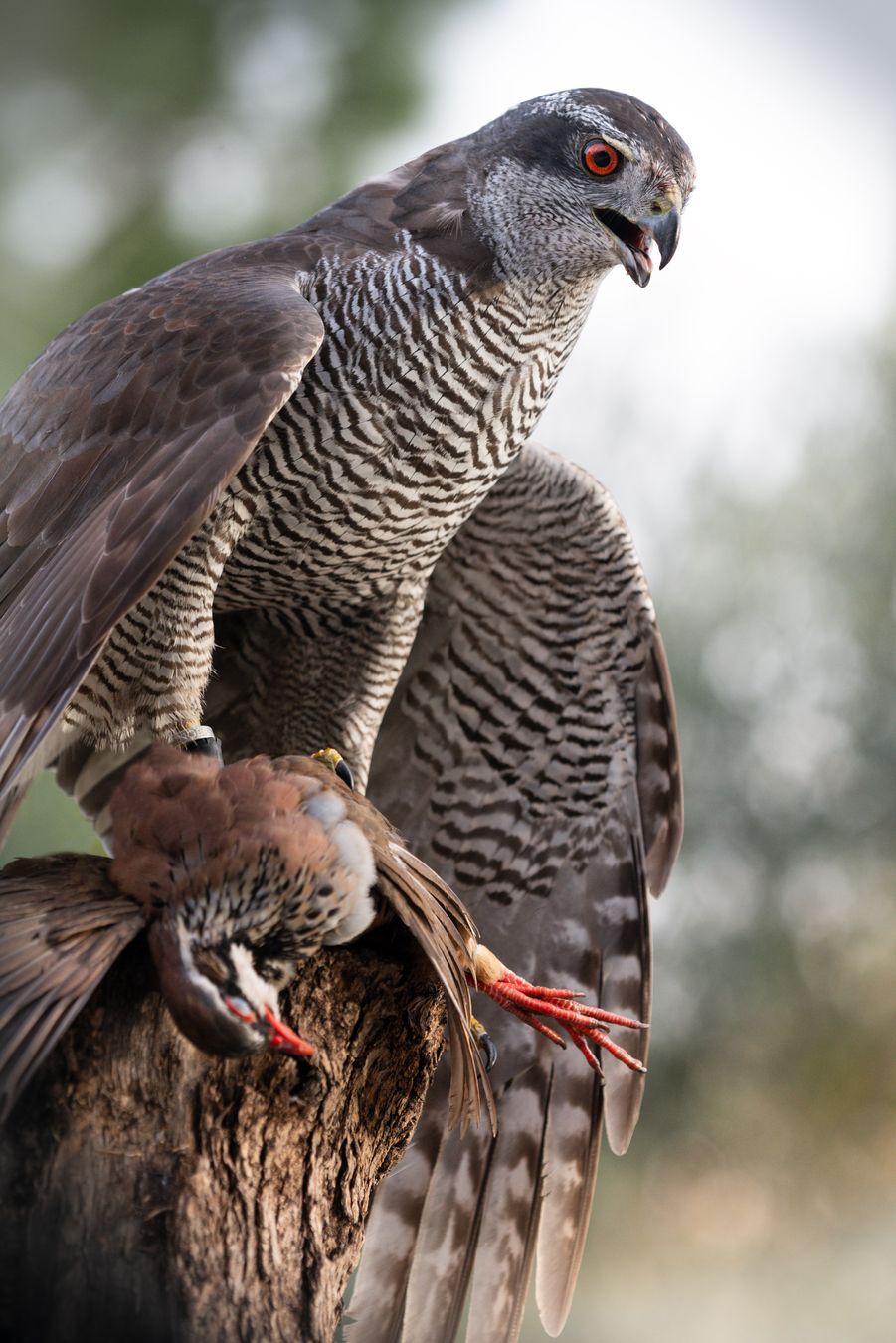 Azor común/ Accipiter gentilis (Cetrería. Madrid)