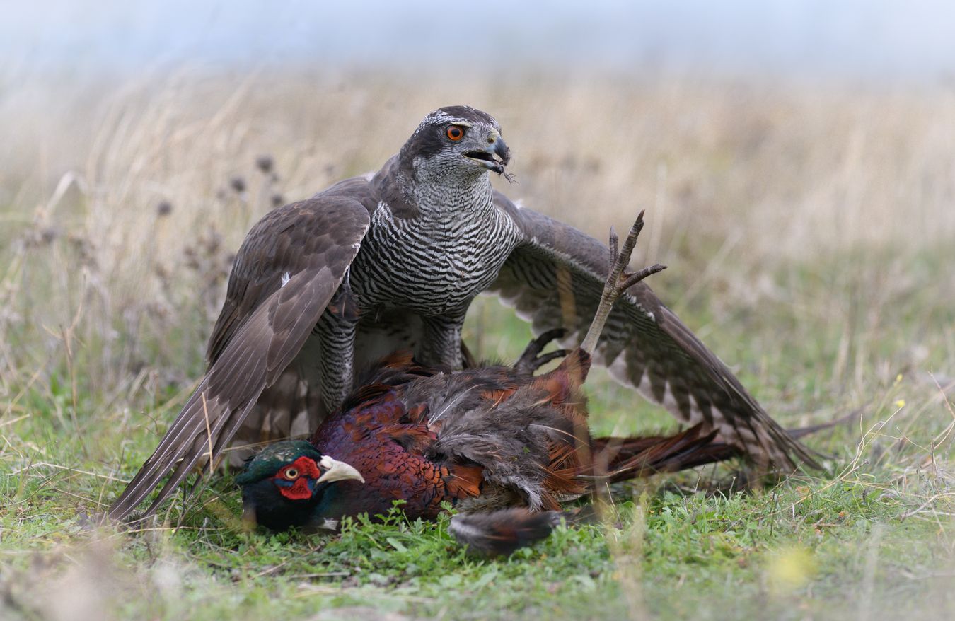 Azor común/ Accipiter gentilis (Cetrería. Madrid)