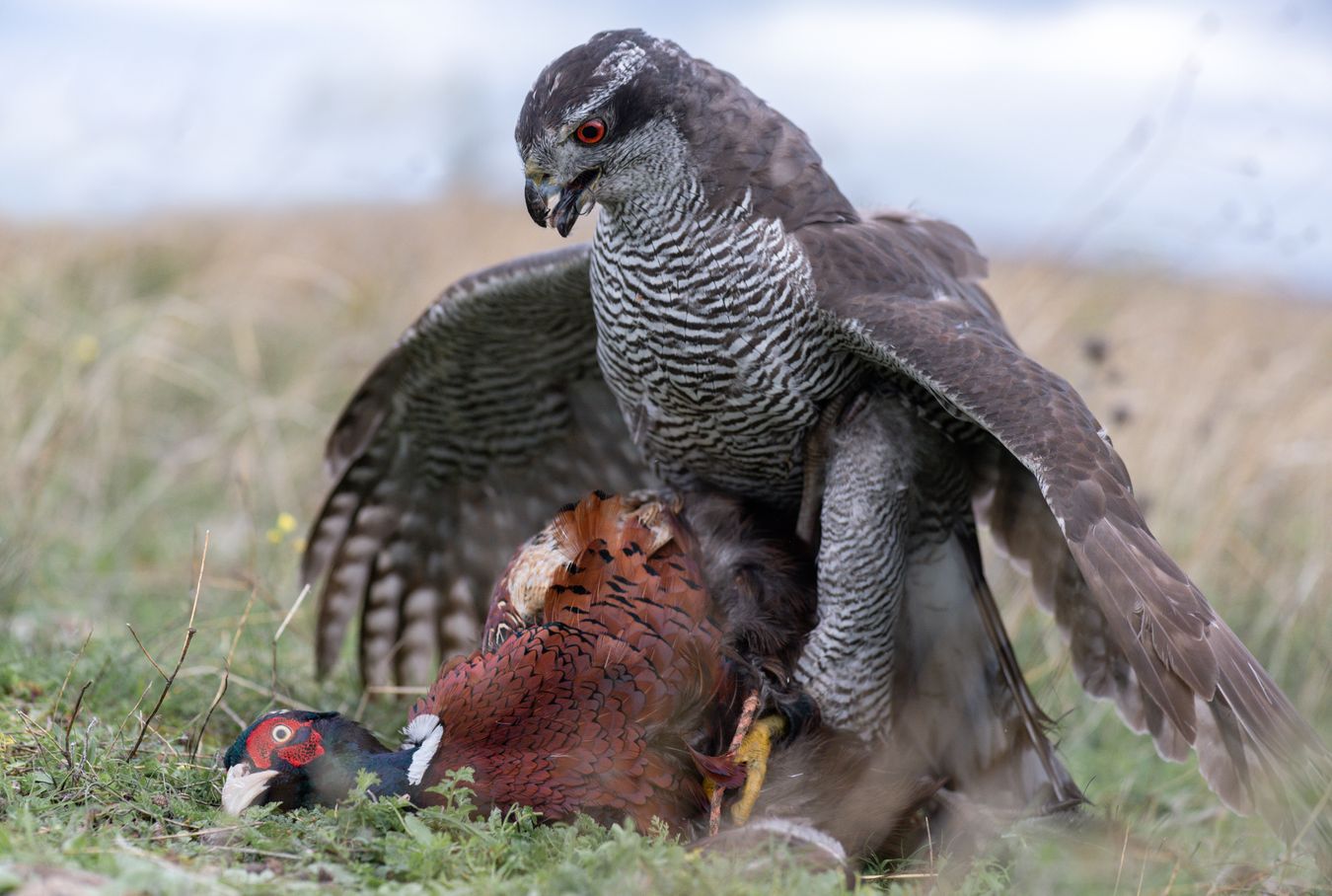 Azor común/ Accipiter gentilis (Cetrería. Madrid)