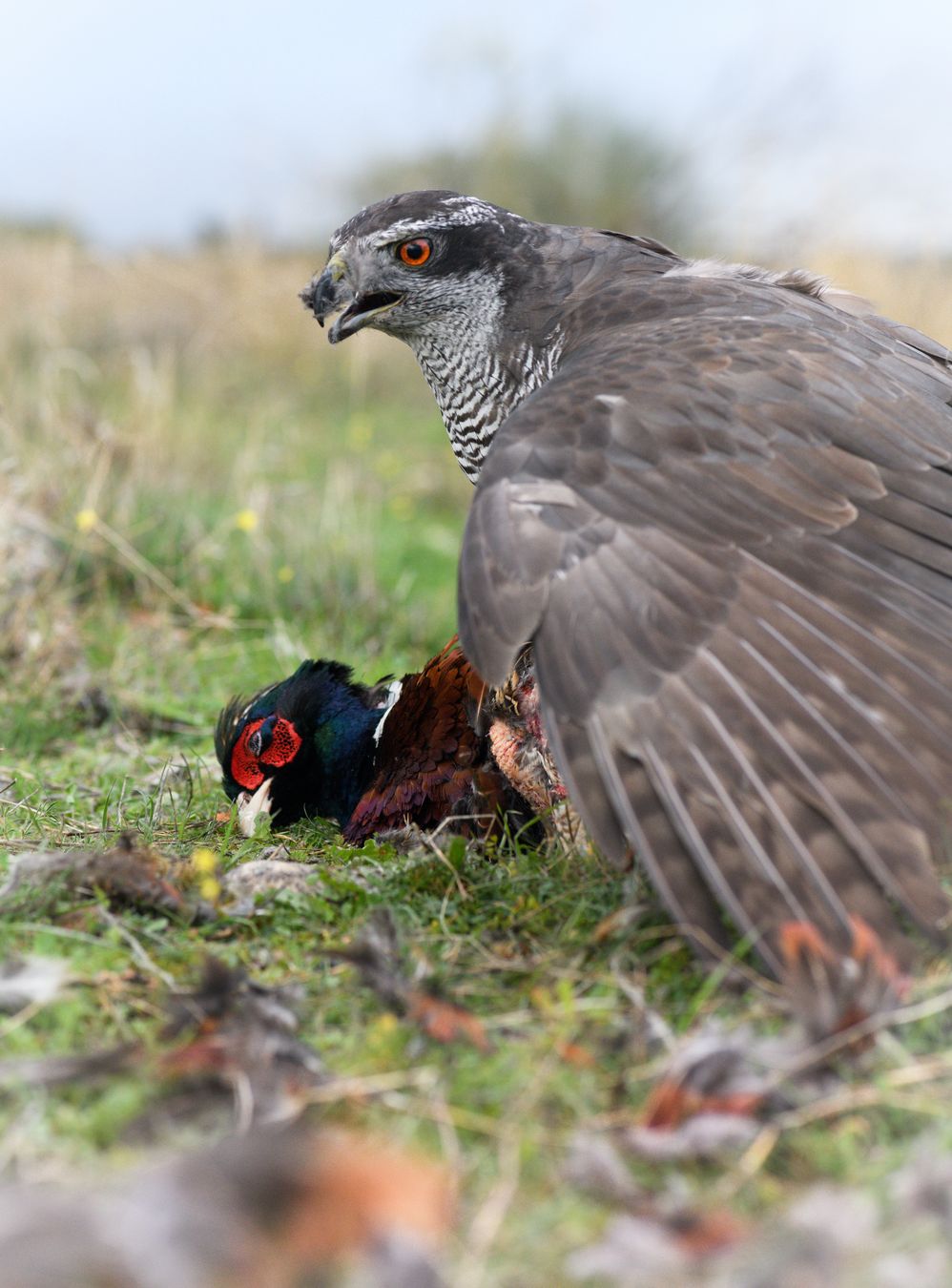 Azor común/ Accipiter gentilis (Cetrería. Madrid)