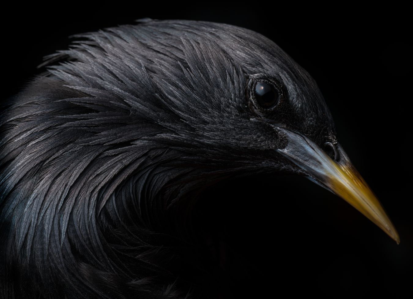 Estornino negro/ Sturnus unicolor (Madrid)