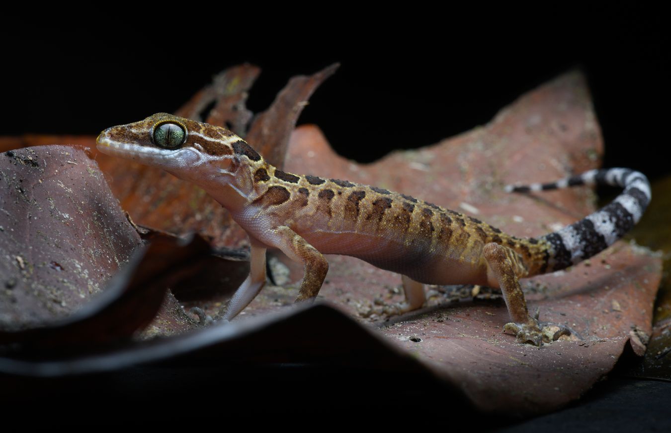 Gecko moteado/ Cyrtodactylus zebraicus (Tailandia) 