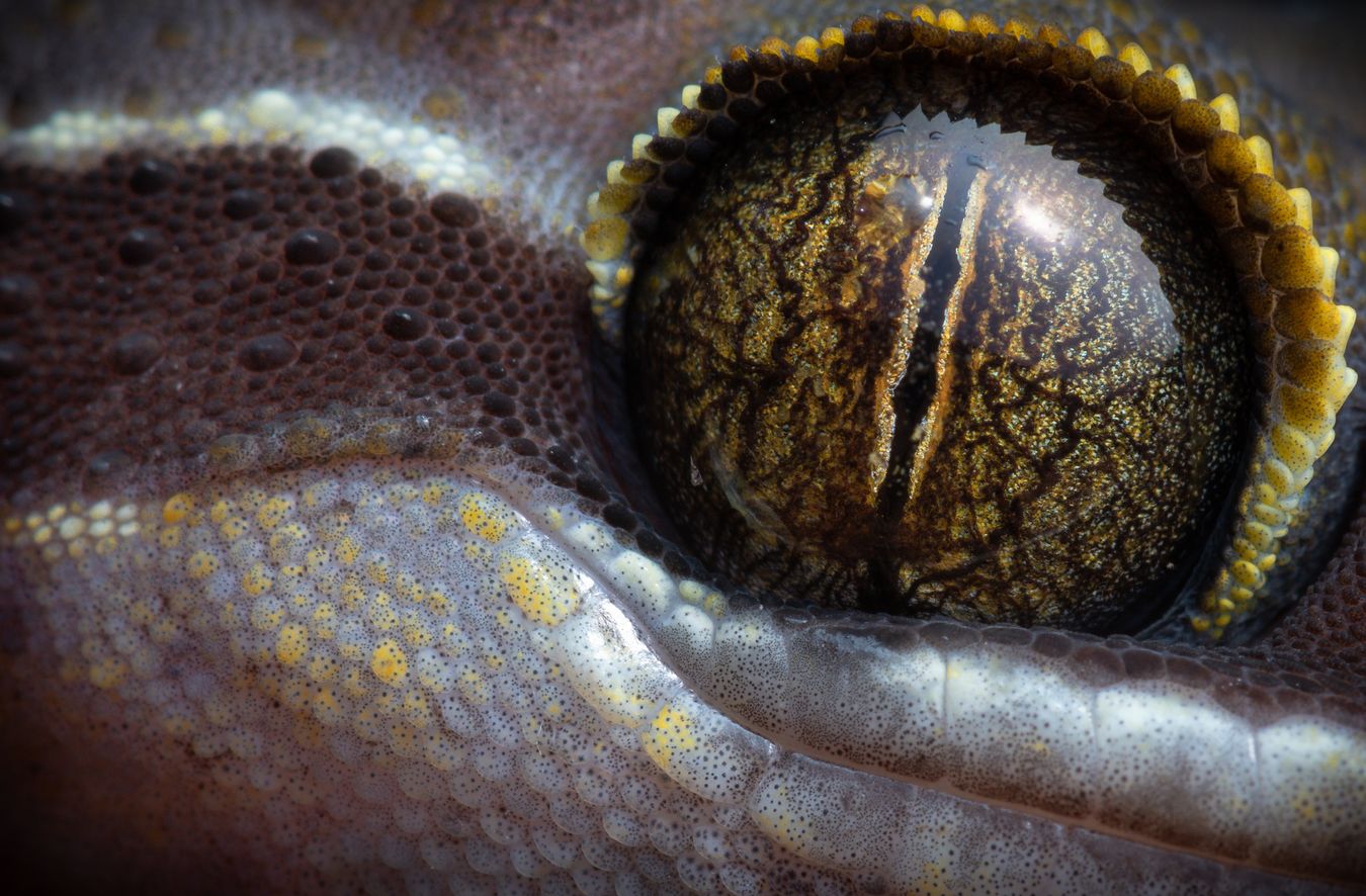 Gecko de Lekagul/ Cyrtodactylus lekaguli (Tailandia)