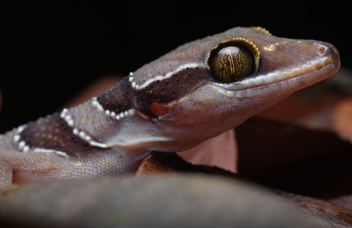 Gecko de Lekagul/ Cyrtodactylus lekaguli (Tailandia)