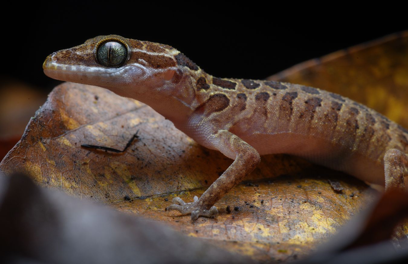 Gecko moteado/ Cyrtodactylus zebraicus (Tailandia) 