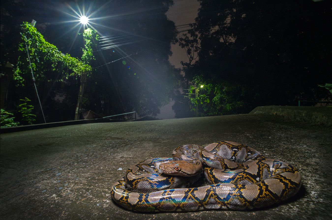 Pitón reticulada/ Malayopython reticulatus (Tailandia)