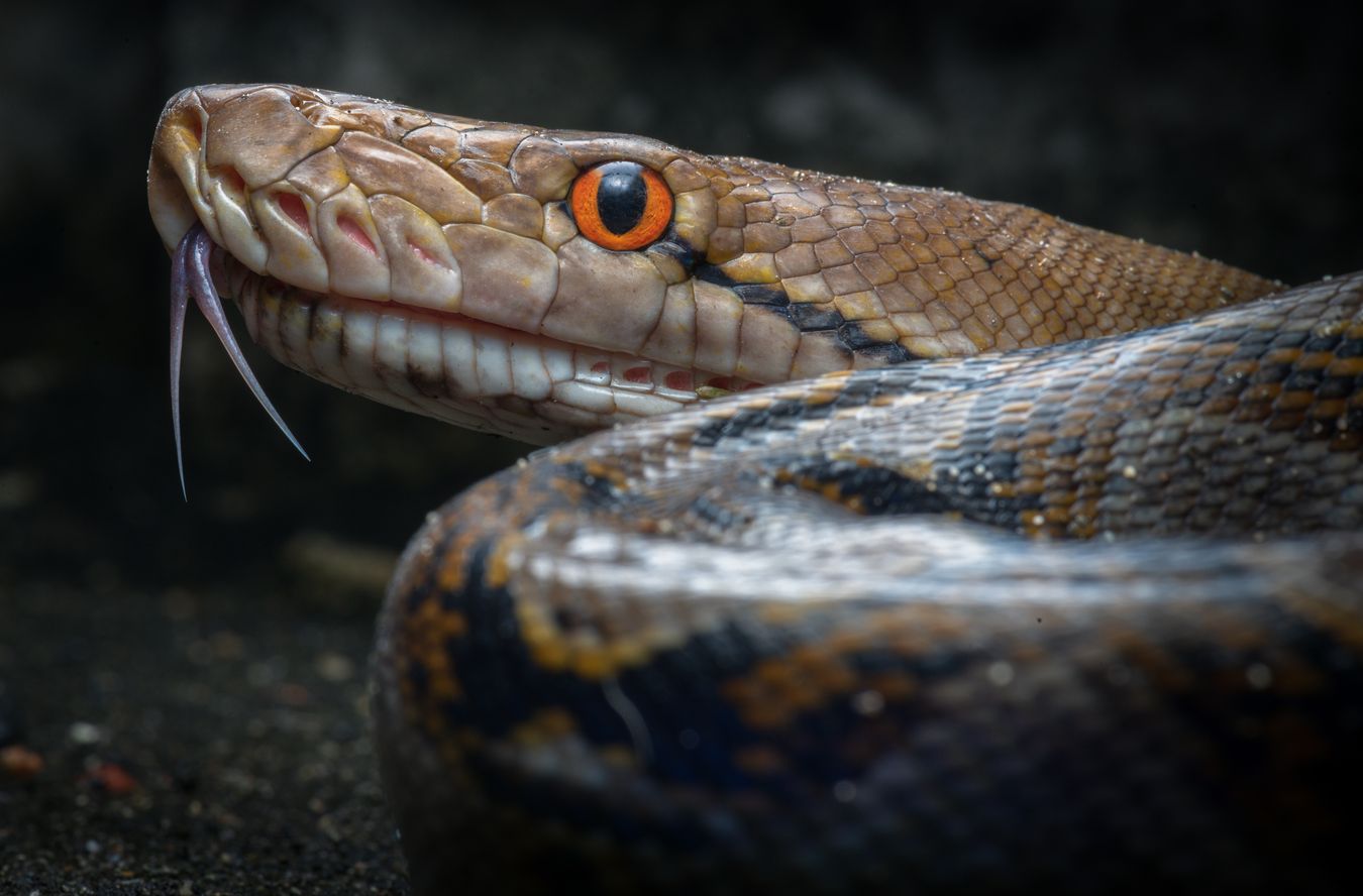 Pitón reticulada/ Malayopython reticulatus (Tailandia)