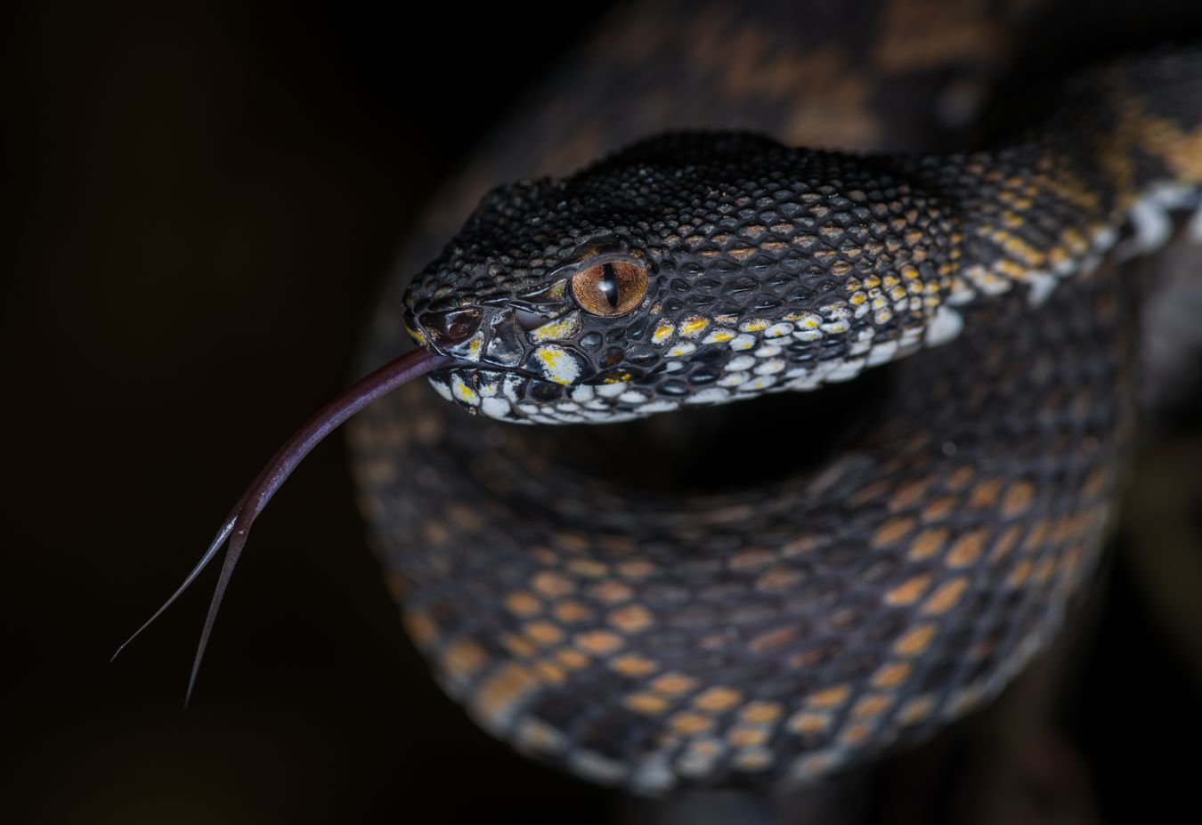 Víbora del manglar/ Trimeresurus purpureomaculatus (Tailandia)