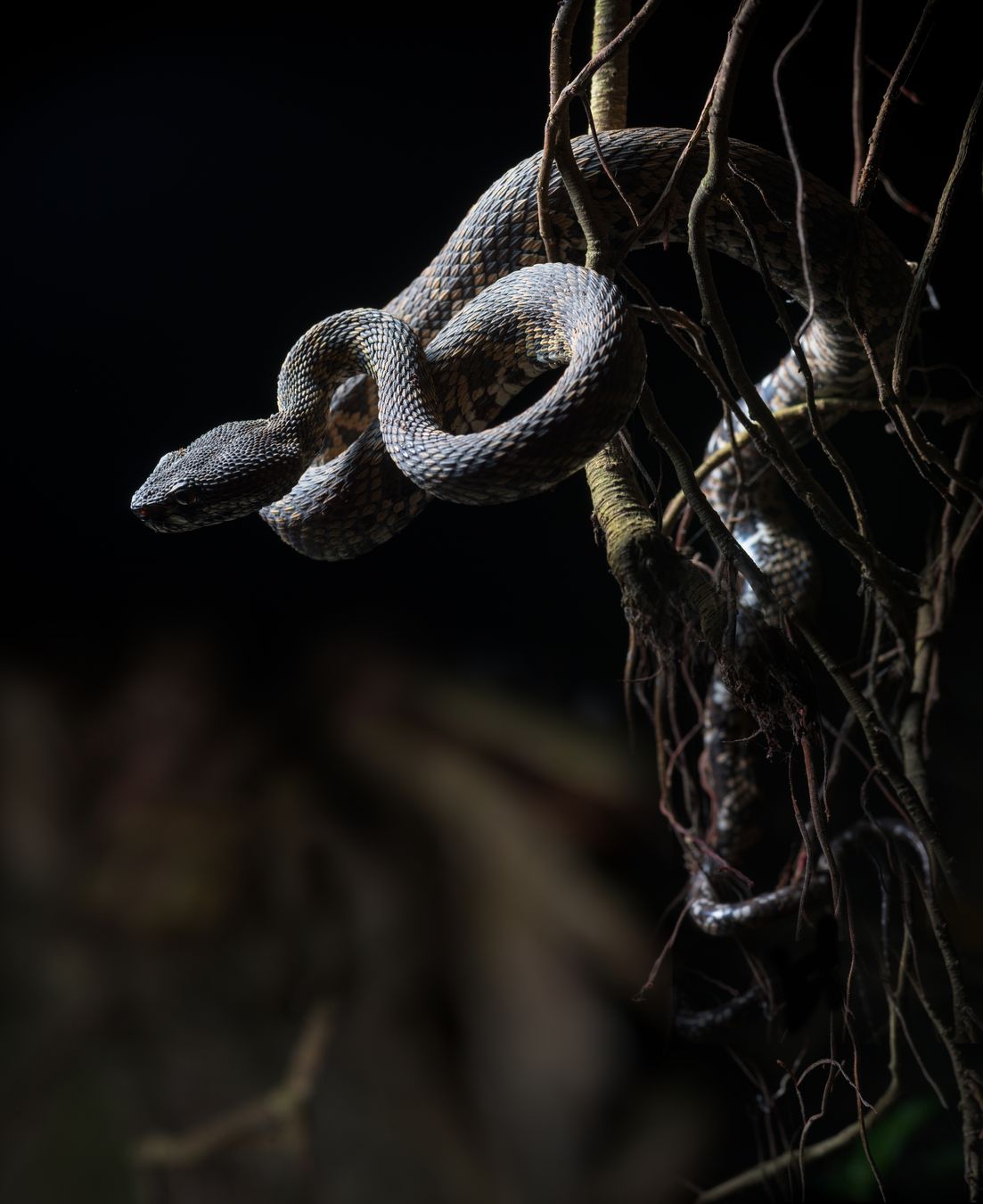 Víbora del manglar/ Trimeresurus purpureomaculatus (Tailandia)