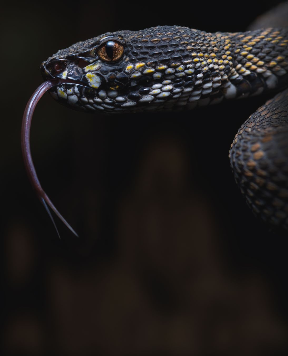 Víbora del manglar/ Trimeresurus purpureomaculatus (Tailandia)