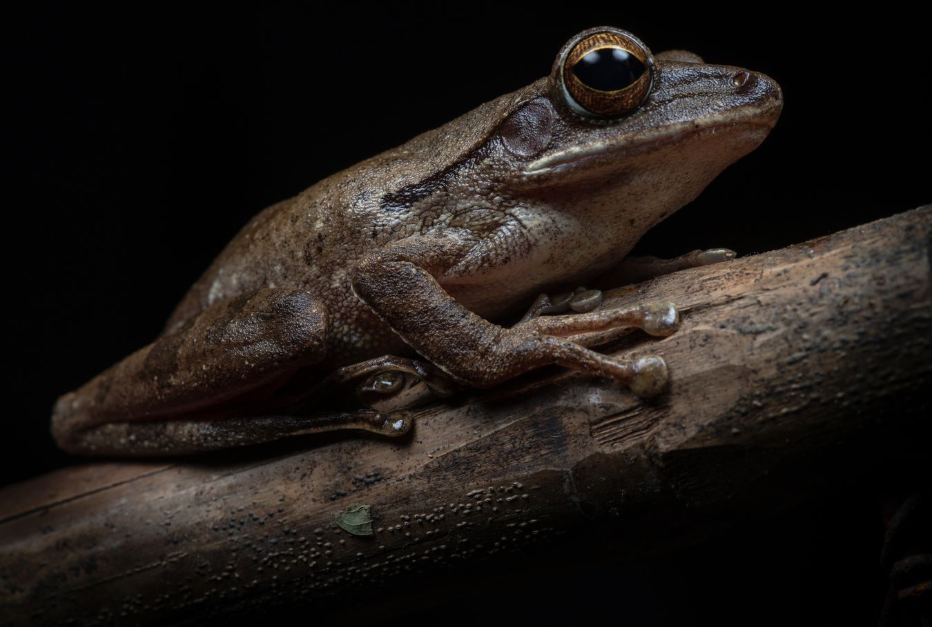 Rana arborícola/ Polypedates leucomystax (Tailandia)