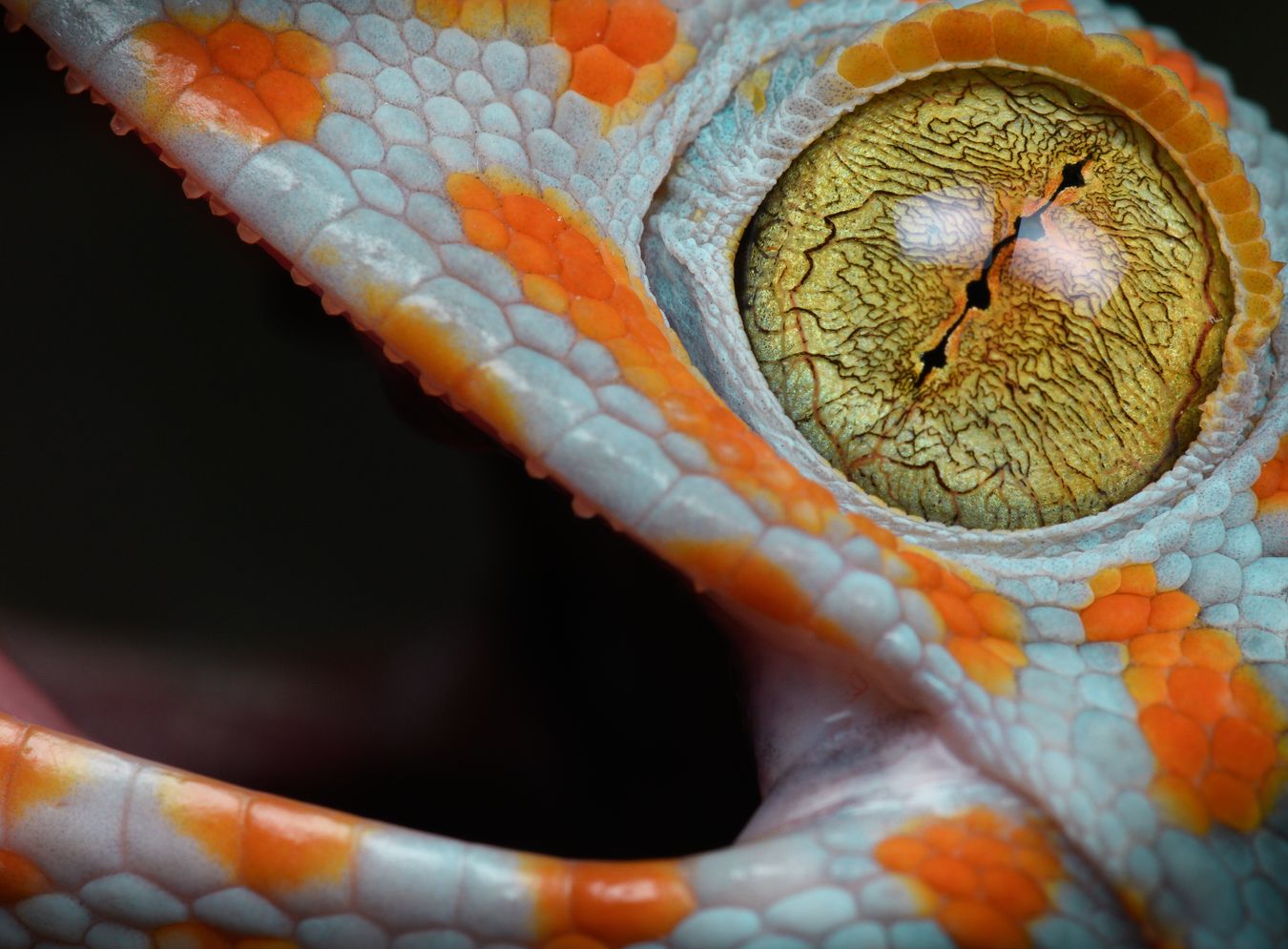 Gecko tokay/ Gekko gecko (Tailandia)