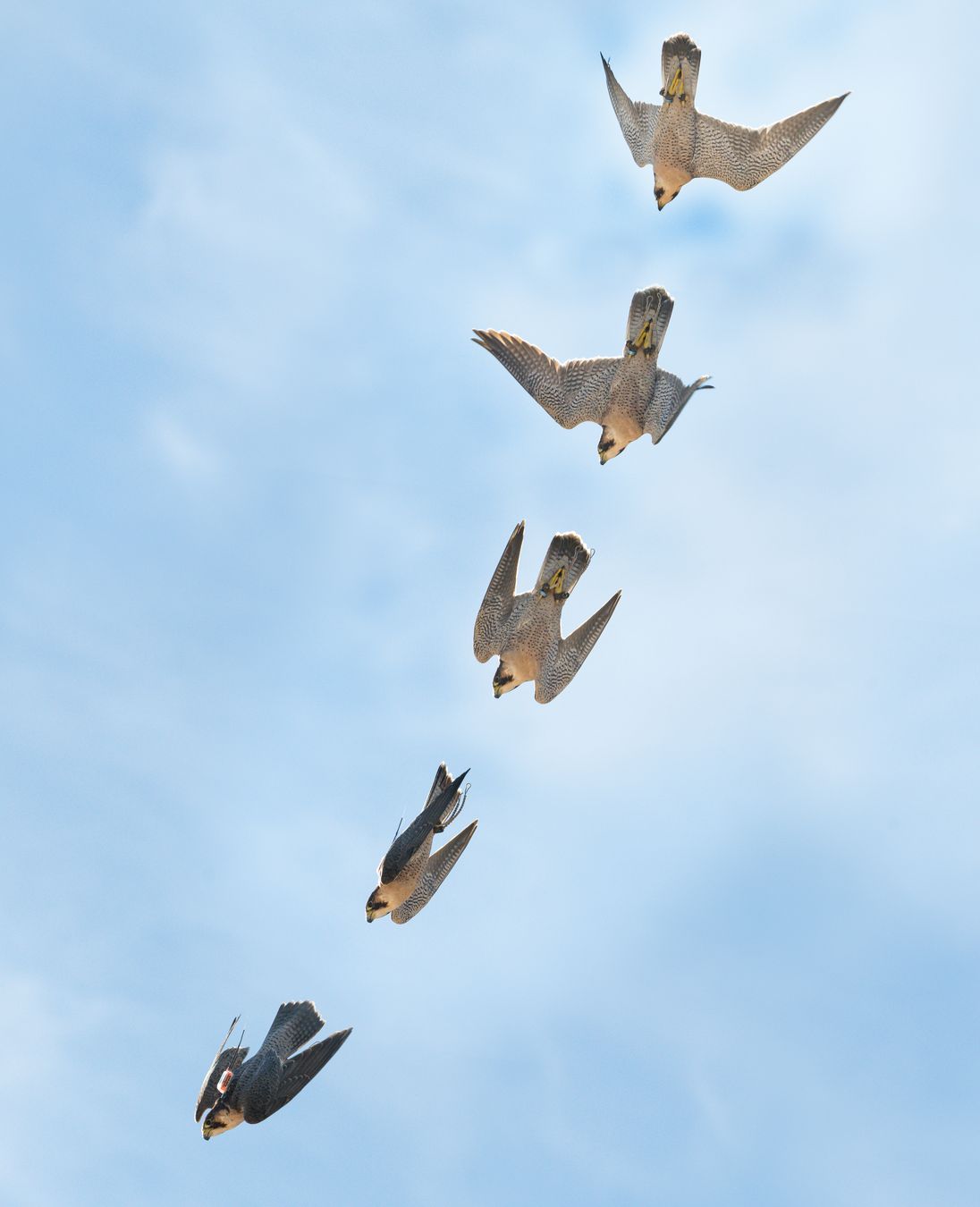 Halcón peregrino/ Falco peregrinus (Cetrería)