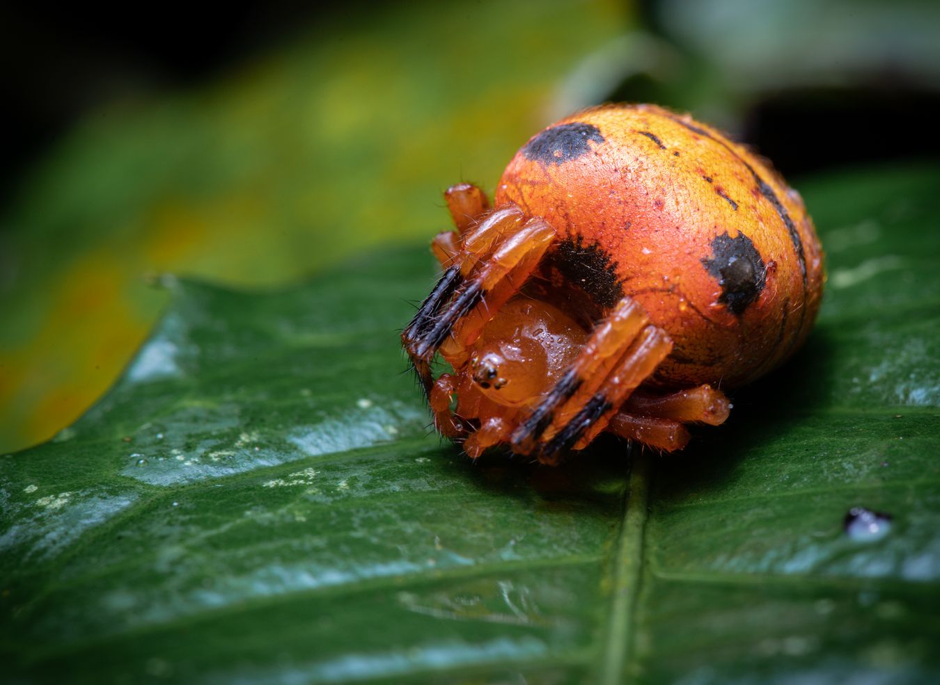 Araña tigre de malvavisco/ Acusilas malaccensis (Tailandia)