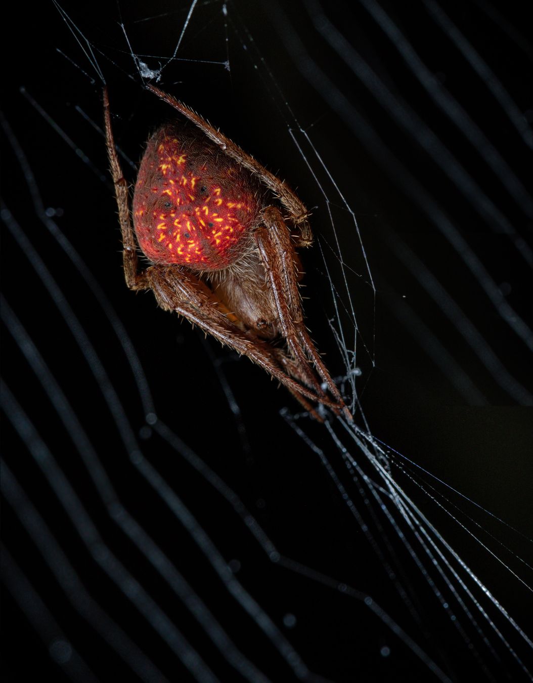 Araneidae