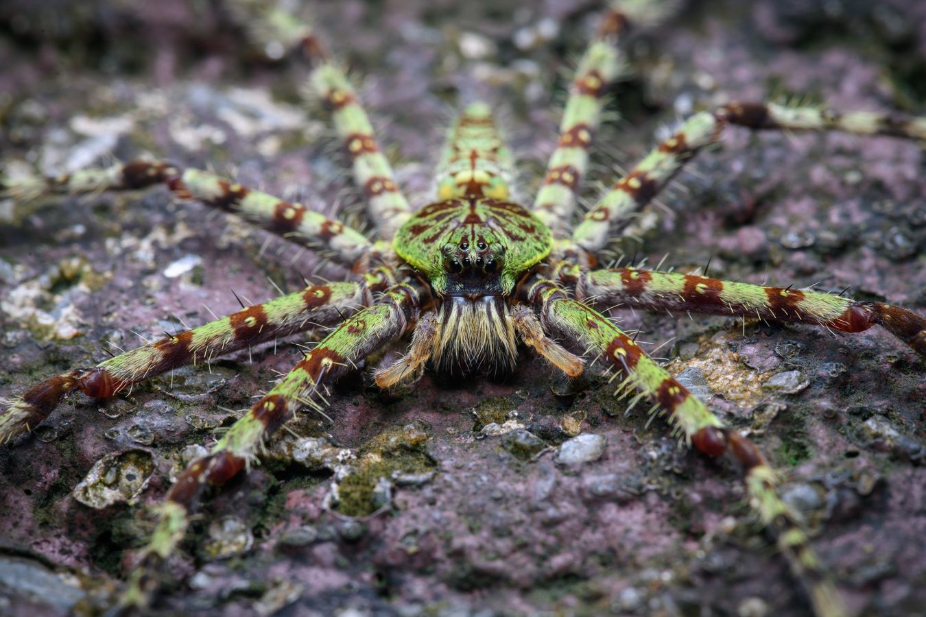 Araña cangrejo/ Heteropoda boiei (Tailandia)