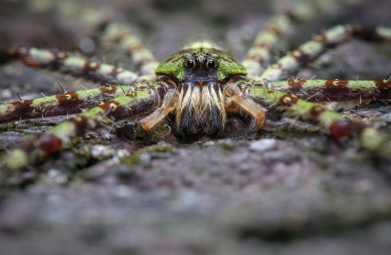 Araña cangrejo/ Heteropoda boiei (Tailandia)