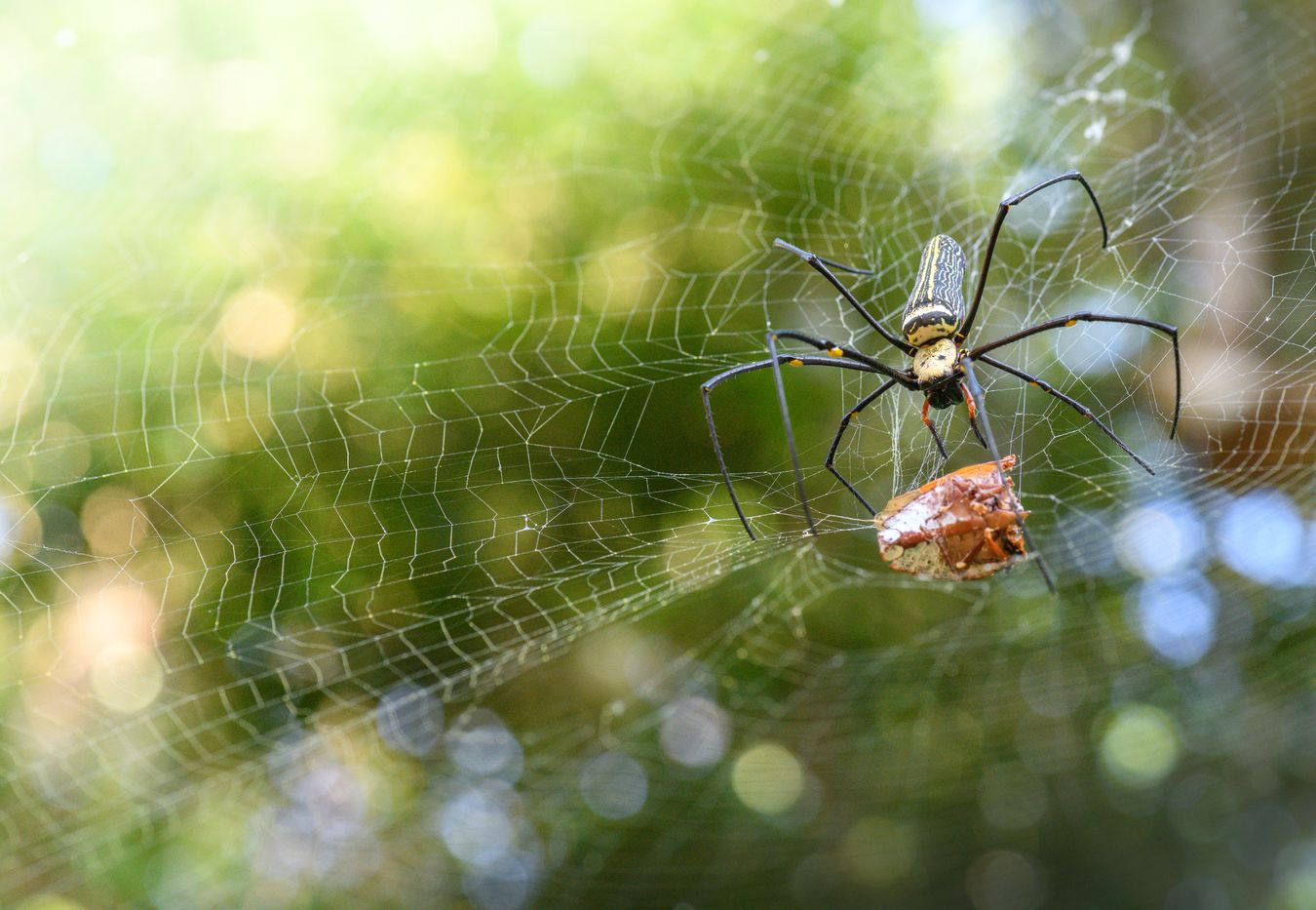 Golden Orb Weaving Spider/ Nephila sp. (Tailandia)