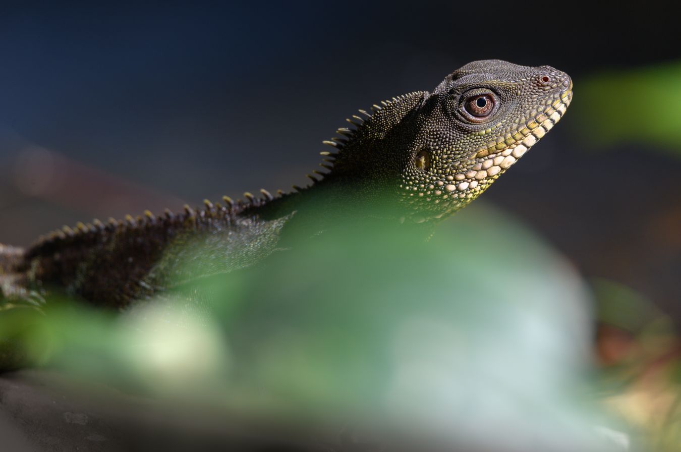 Dragón de agua chino Physignathus concincinus (Tailandia)