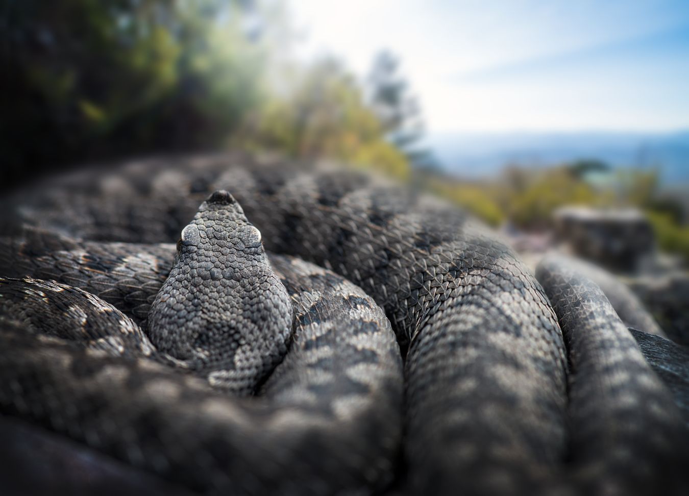 Víbora hocicuda/ Vipera latastei (Sierra norte de Madrid)