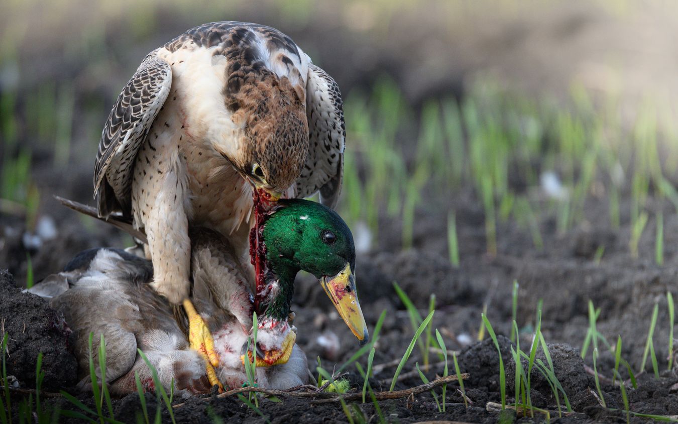 Halcón de Berbería/ Falco pelegrinoides babylonicus (Cetrería)