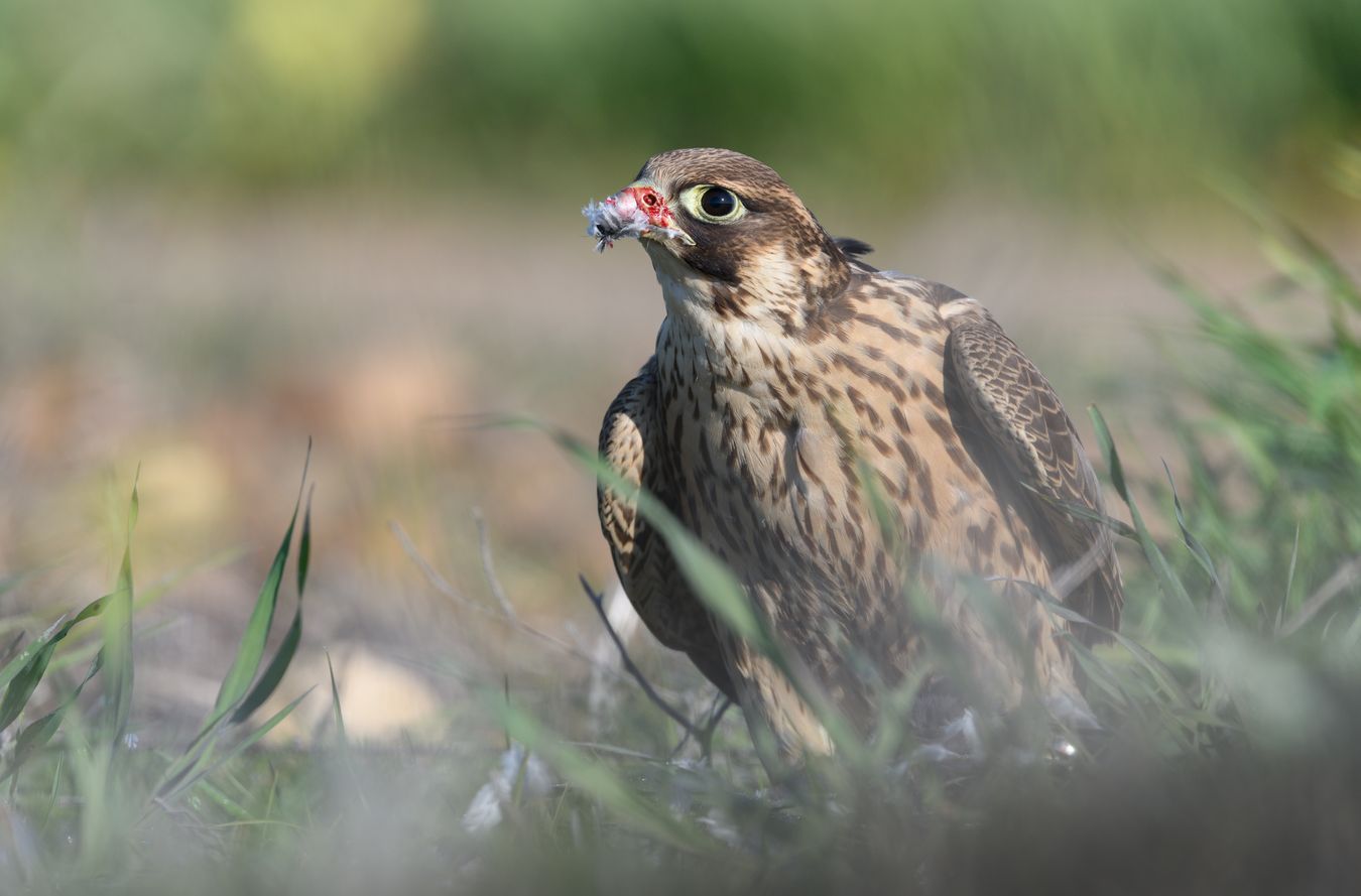 Halcón de Berbería/ Falco pelegrinoides babylonicus (Cetrería)