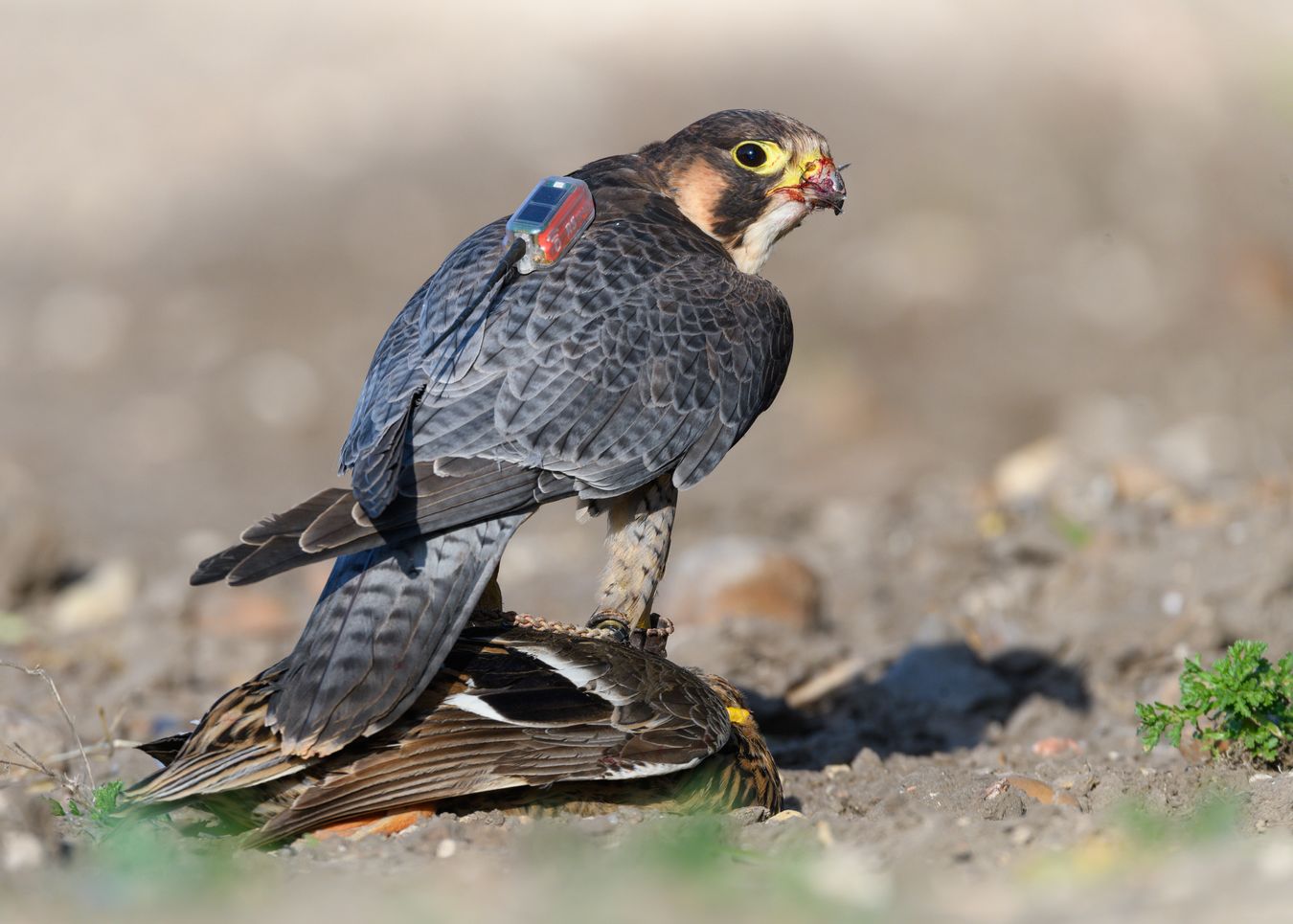 Halcón de Berbería/ Falco pelegrinoides (Cetrería)