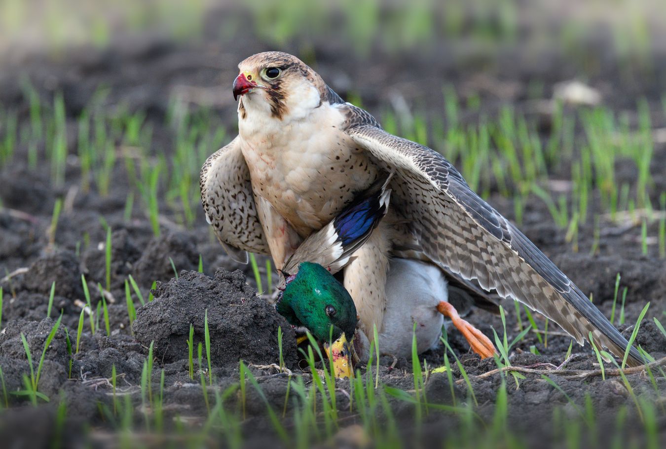 Halcón de Berbería/ Falco pelegrinoides babylonicus (Cetrería)