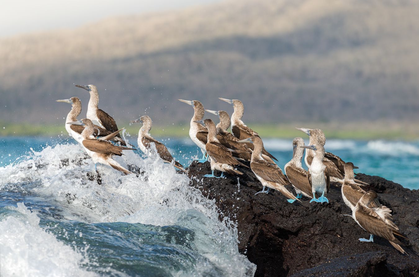 Piquero de patas azules/ Sula nebouxii (Islas Galápagos)