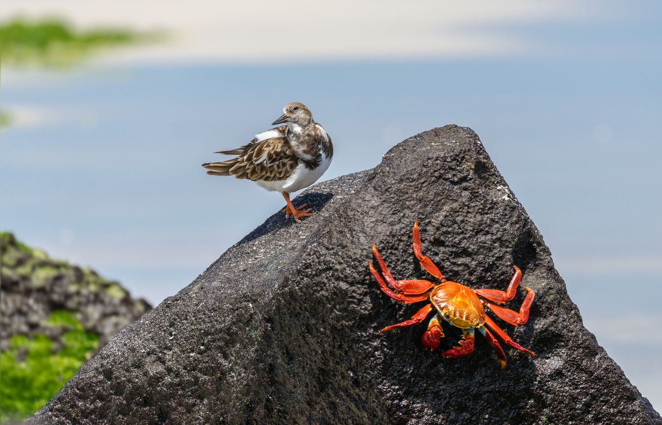 Vuelvepiedras/ Arenaria interpres y Grapsus (Galápagos islands)