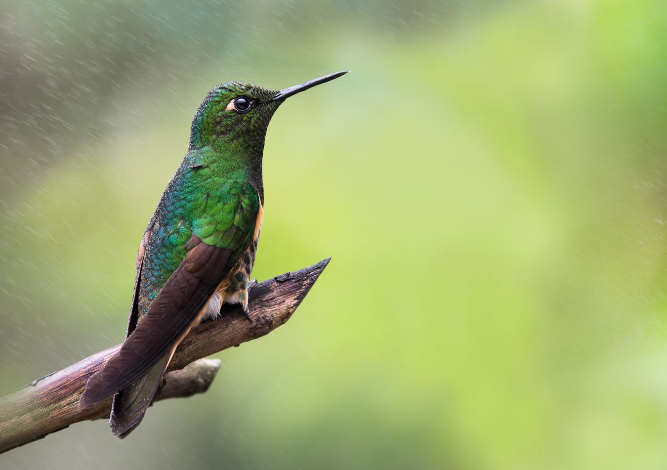 Colibrí colihabano/ Boissonneaua flavescens (Tandayapa. Ecuador)