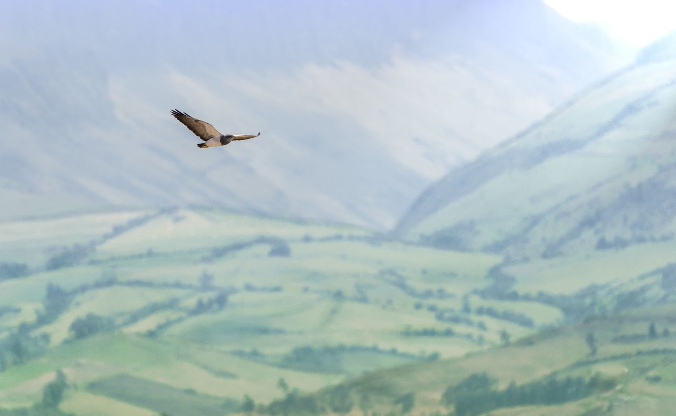 Águila mora o pechinegra/ Geranoaetus melanoleucus (Tababela. Ecuador)