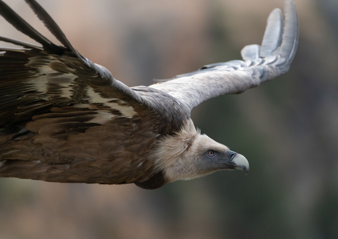 Buitre leonado/ Gyps fulvus (Hoces del Duratón)