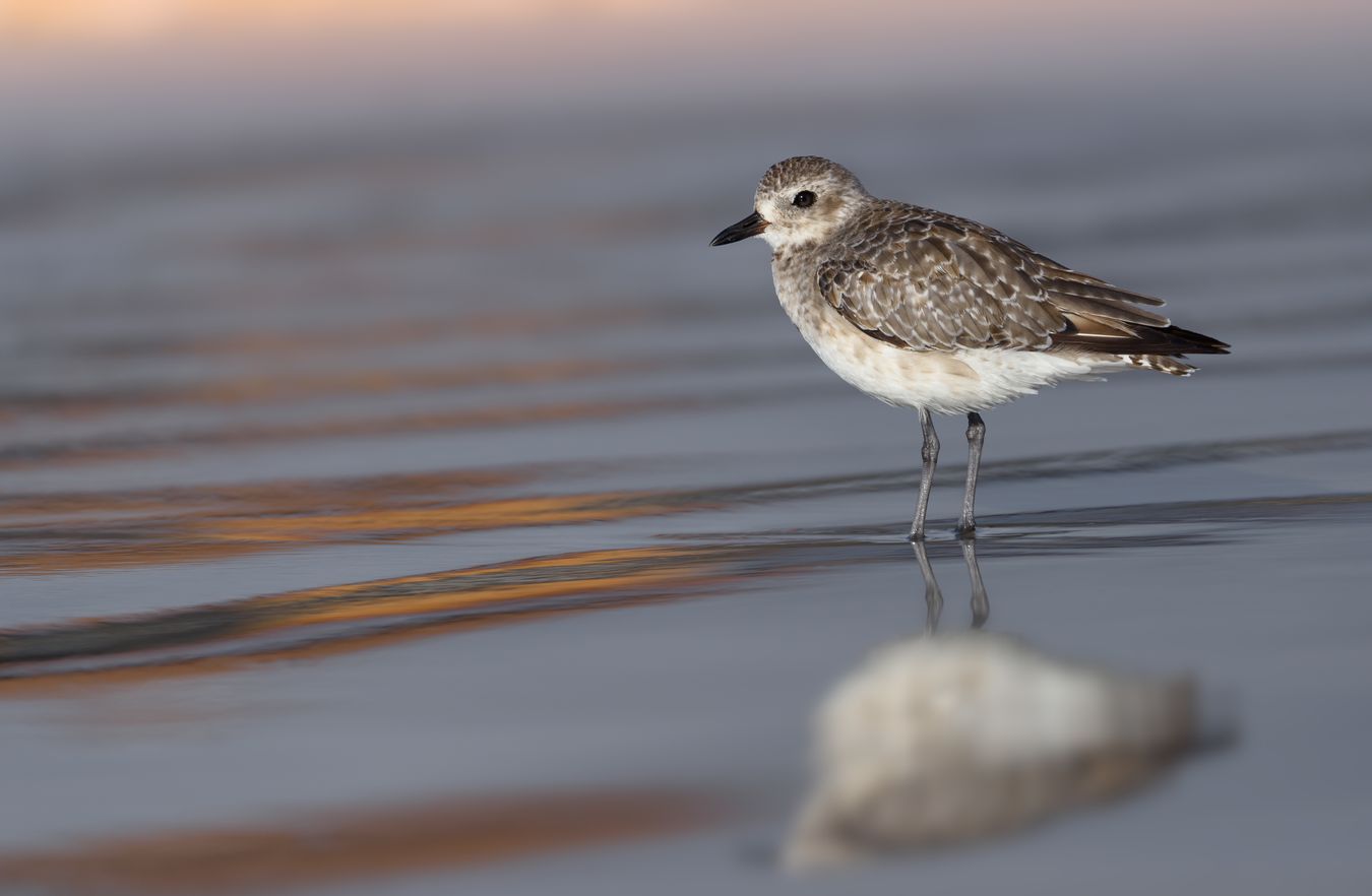 Chorlito gris/ Pluvialis squatarola (Islas Galápagos)