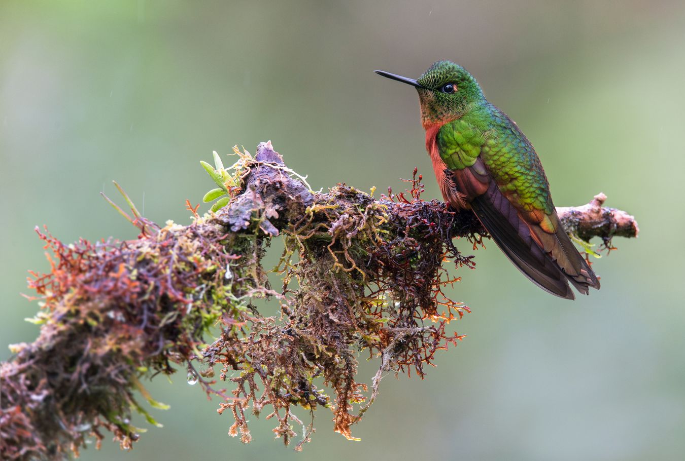 Colibrí pechirrojo/ Boissonneaua matthewsii (Cosanga. Ecuador)