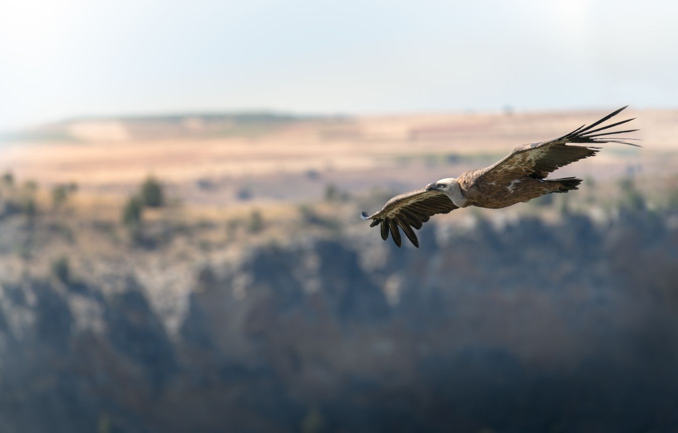 Buitre leonado/ Gyps fulvus (Hoces del Duratón)