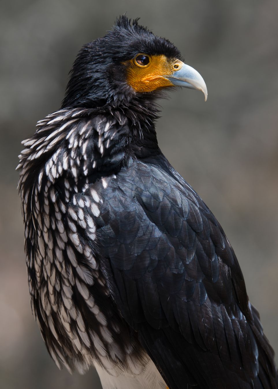 Caracara carunculado/ Phalcoboenus carunculatus (Antisana. Ecuador)