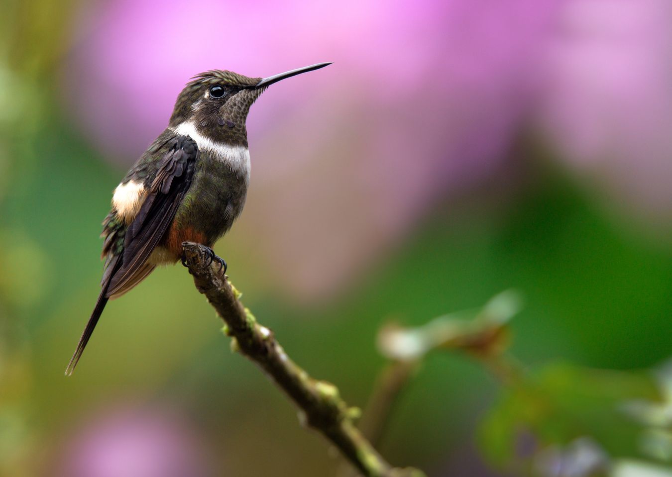 Colibrí de Mitchell/ Calliphlox mitchelli (Tandayapa. Ecuador)