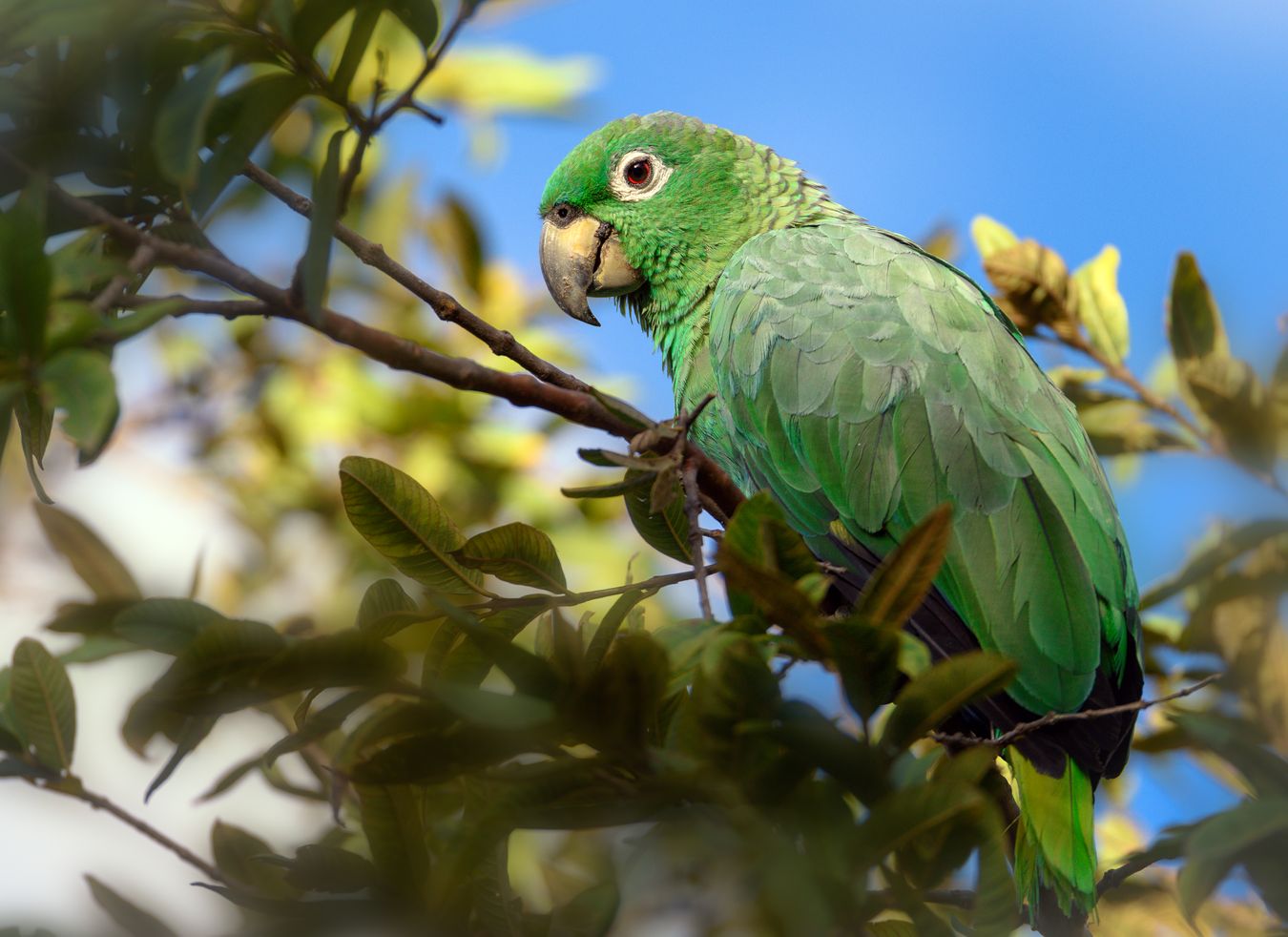 Loro amazona harinosa/ Amazona farinosa (Tena. Ecuador)