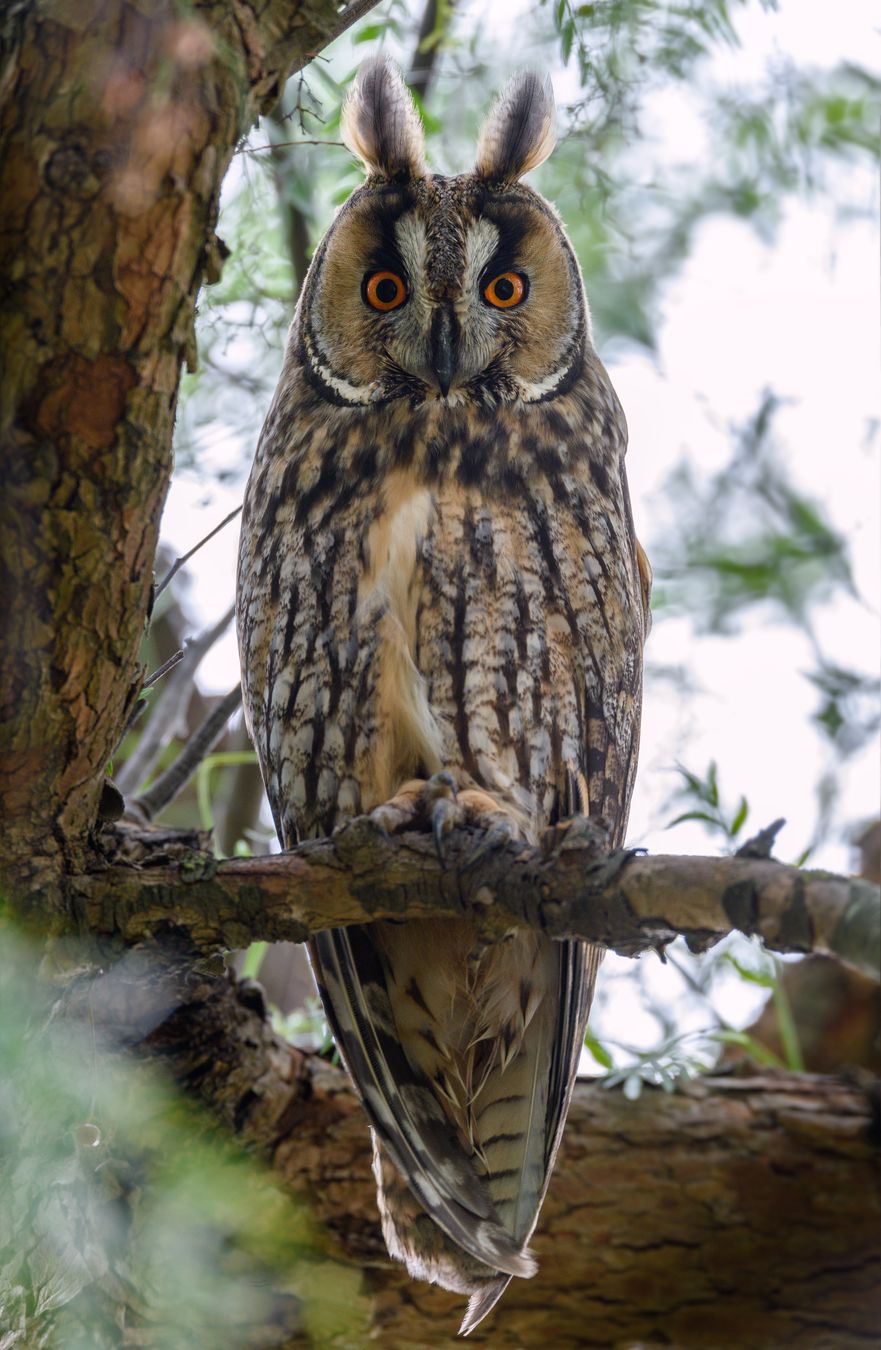 Búho chico/ Asio otus (Fuentes de Andalucía)