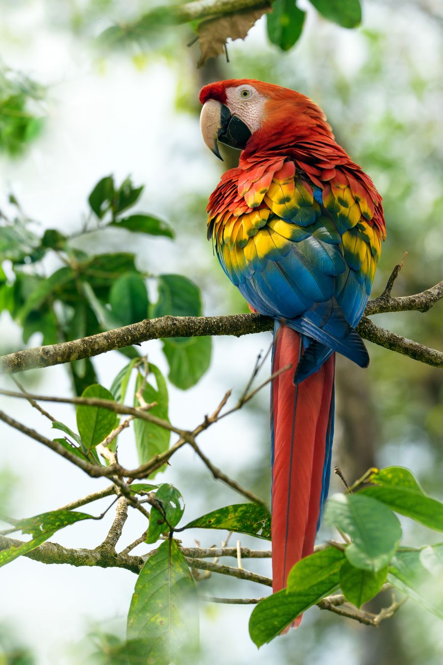 Guacamayo escarlata/ Ara macao (Pastaza. Ecuador)