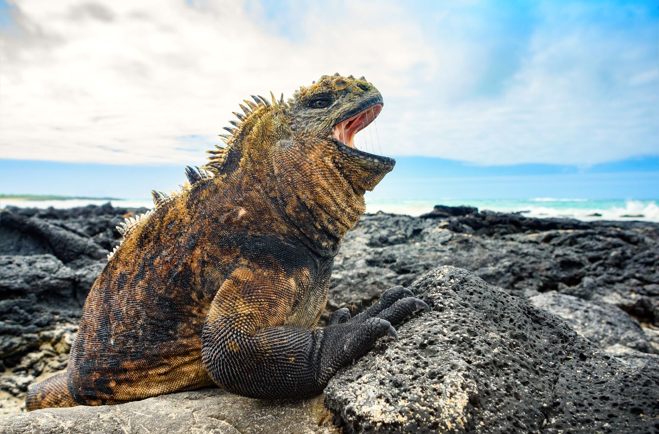 Iguana marina/ Amblyrhynchus cristatus (Islas Galápagos)