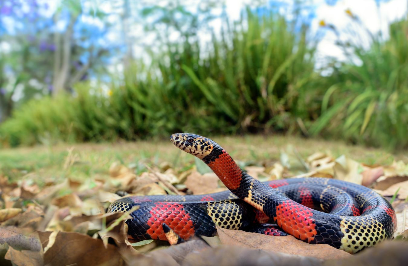 Falsa coral ecuatoriana/ Lampropeltis micropholis (Tumbaco. Ecuador)