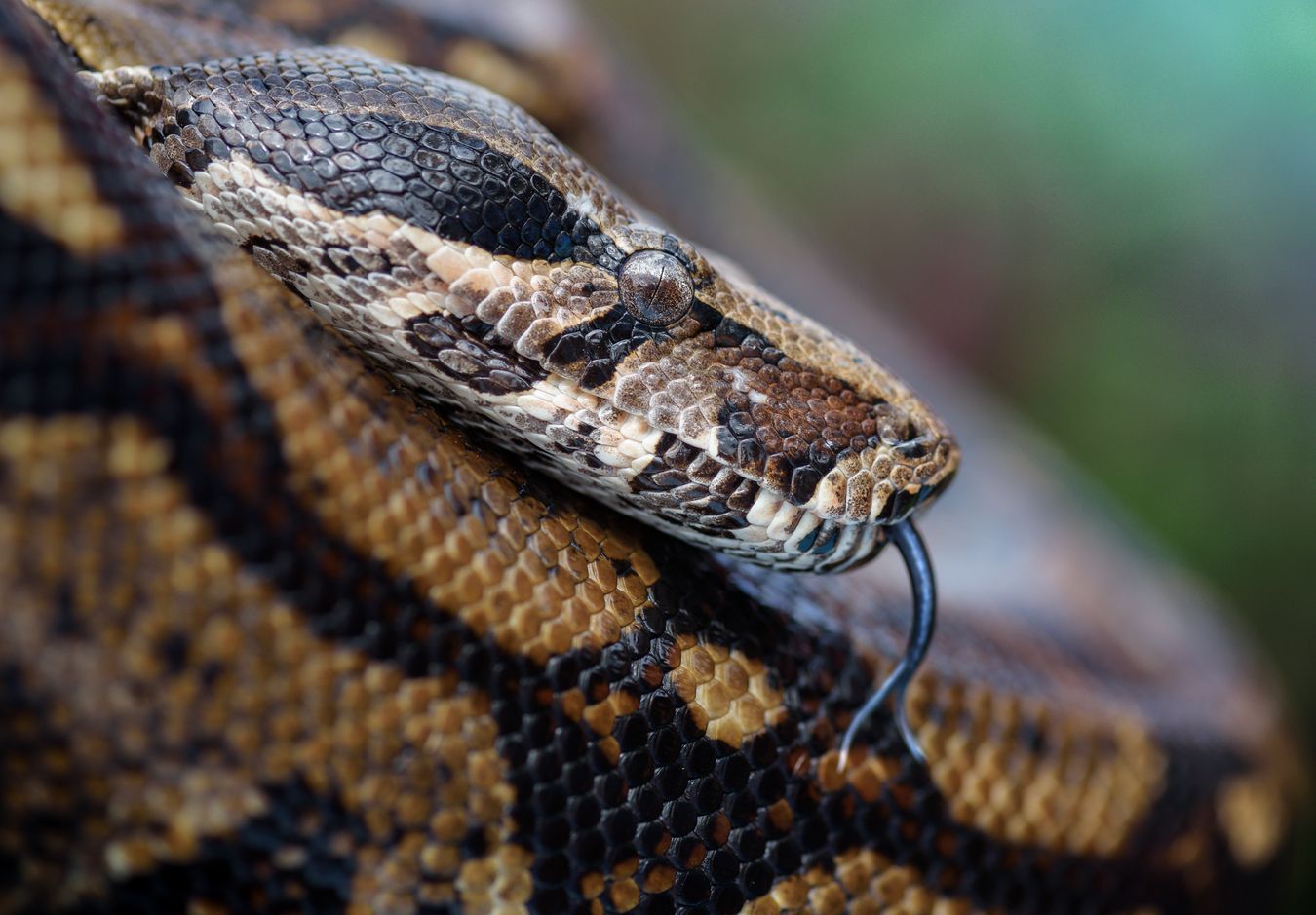 Boa constrictora/ Boa imperator (Ecuador)